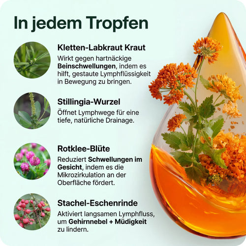 Leichtkraut